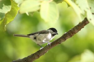 ハシブトガラ2022年8月２6日