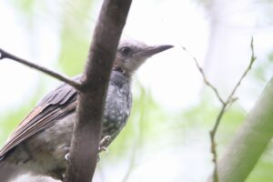 ヒヨドリ幼鳥2022年8月26日