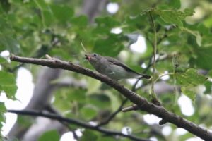 コサメビタキ2022年8月26日