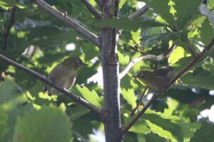 メジロ2022年8月26日