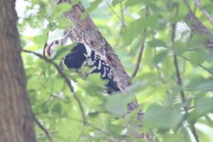 オオアカゲラ雄若鳥2022年8月26日