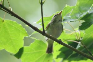 センダイムシクイ2022年8月26日