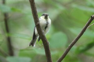 シジュウカラ幼鳥2022年8月26日