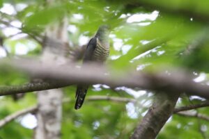 ツツドリ2022年8月26日