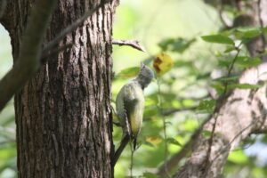 ヤマゲラ2022年8月26日