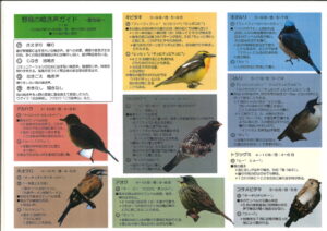 野鳥の鳴き声ガイド【夏鳥編】