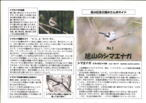 旭山のシマエナガ