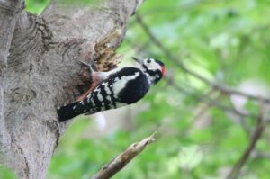 アカゲラ雄2022年8月19日