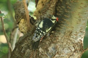 アカゲラ雄2022年8月5日