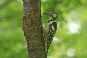 オオアカゲラ若雄2022年8月19日