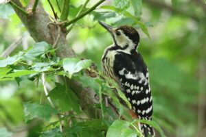 オオアカゲラ2022年8月5日