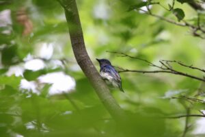 オオルリ雄2022年8月12日