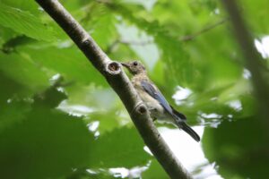 オオルリ幼鳥2022年8月12日