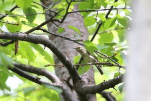 キビタキ幼鳥2022年8月12日