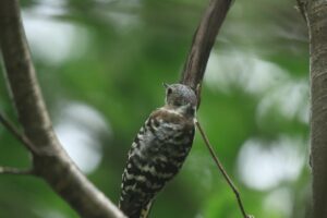 コゲラ雄2022年8月5日