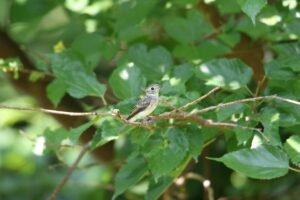 コサメビタキ幼鳥2022年8月5日