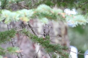コサメビタキ幼鳥2022年8月12日