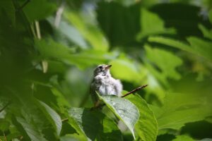 コサメビタキ成鳥2022年8月5日