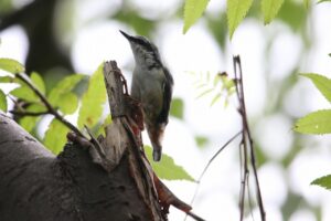 ゴジュウカラ2022年8月12日