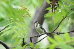 シジュウカラ幼鳥2022年8月12日
