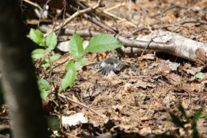 シジュウカラ幼鳥2022年8月5日