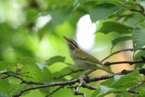 センダイムシクイ2022年8月12日