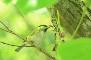 ハシブトガラ2022年8月5日