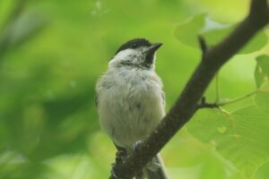 ハシブトガラ2022年8月19日