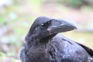 ハシブトガラス幼鳥2022年8月19日