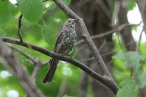 ヒヨドリ2022年8月19日