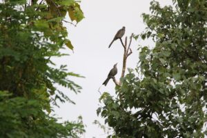 ヒヨドリ幼鳥2022年8月12日