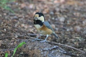 ヤマガラ2022年8月19日