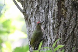ヤマゲラ雄2022年8月5日