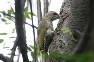 ヤマゲラ雄2022年8月19日
