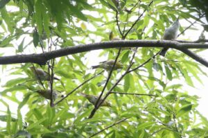 メジロ2022年8月19日