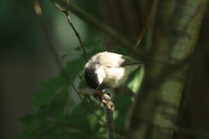 ハシブトガラ2022年9月9日