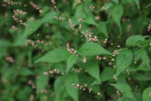 ハナタデ2022年9月2日