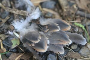 キジバト羽2022年9月9日