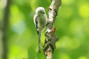 シマエナガ2022年9月9日