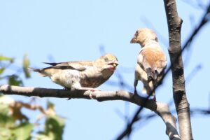 シメ2022年9月9日