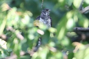 ツツドリ幼鳥2022年9月9日