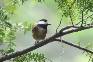 ヤマガラ2022年9月9日