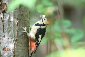 アカゲラ雄2022年9月16日