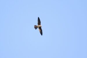 チゴハヤブサ2022年9月16日