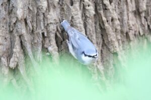 ゴジュウカラ2022年9月16日