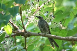 ヒヨドリ2022年9月16日幼鳥