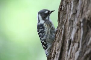 コゲラ2022年9月16日