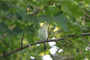 コサメビタキ2022年9月16日