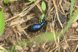 メノコツチハンミョウ2022年9月16日