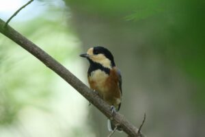 ヤマガラ2022年9月16日